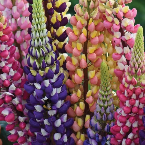 Votaniki Tutti Frutti Lupine Mix Root Starts - Perennial, Hardy, and Long Blooming Lupine Root Start for Planting - Easy to Grow & Low Maintenance Plant