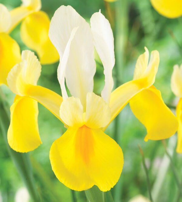 Votaniki Montecito & Miss Saigon Iris Mix Bulbs - Perennial Dutch Iris, Fragrant Blooms | Spring Flowering 15x Montecito and 15x Miss Saigon Iris Bulbs - Easy to Grow