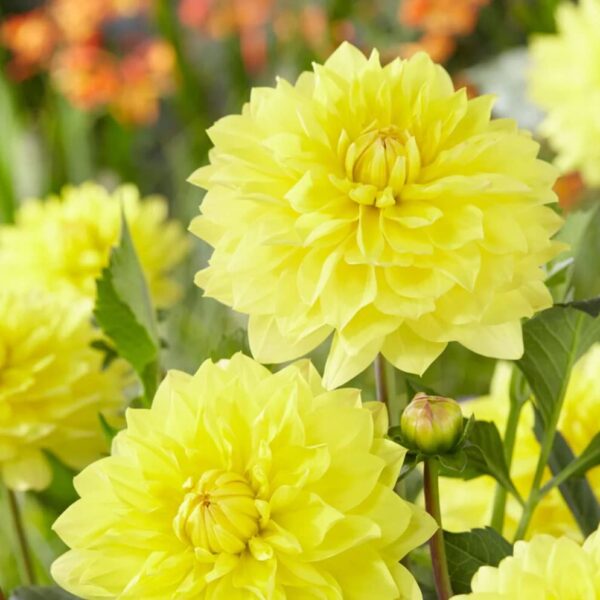 Votaniki American Sun Dahlia Tuber - Versatile, Large Blooms, Perennial Dahlia Flowering Tubers | Ready to Plant - Fast Growing & Perfect for Any Garden