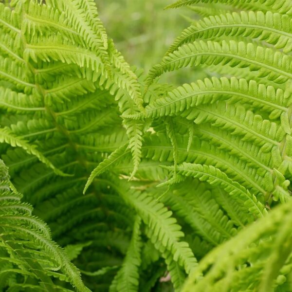 Votaniki Tennessee Ostrich Fern Roots - Perennial Fern Root for Planting | Perfect for Shaded Areas - Low Maintenance and Hardy