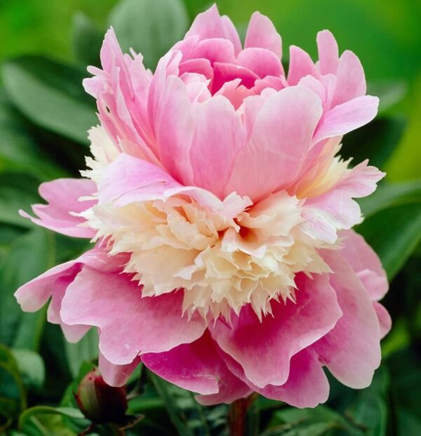 Votaniki Sorbet Peony Bare Root for Planting - Fragrant and Long Lasting Blooms, Perennial Peony | Stunning Flowers and Easy Grow