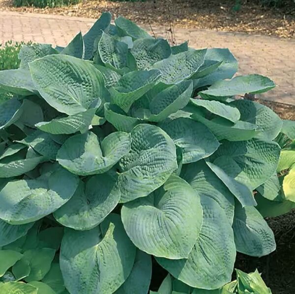 Votaniki Bressingham Blue Hosta Root Rhizome - Perennial, Large Leaf Plantain Lily | Bressingham Blue Root - Unique Blue-Green Foliage - Low Maintenance Plant