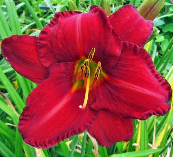 Chicago Apache Daylily Large Roots for Planting - Long Lasting, Perennial, Daylily Roots for a Spectacular Garden Display - Bold and Striking Flower, Easy to Grow