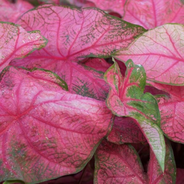 Votaniki Caladium Fancy Fannie Munson - Perennial Caladium, Colorful & Heart Shaped Leaves | Caladium Tubers for Planting - Easy to Grow