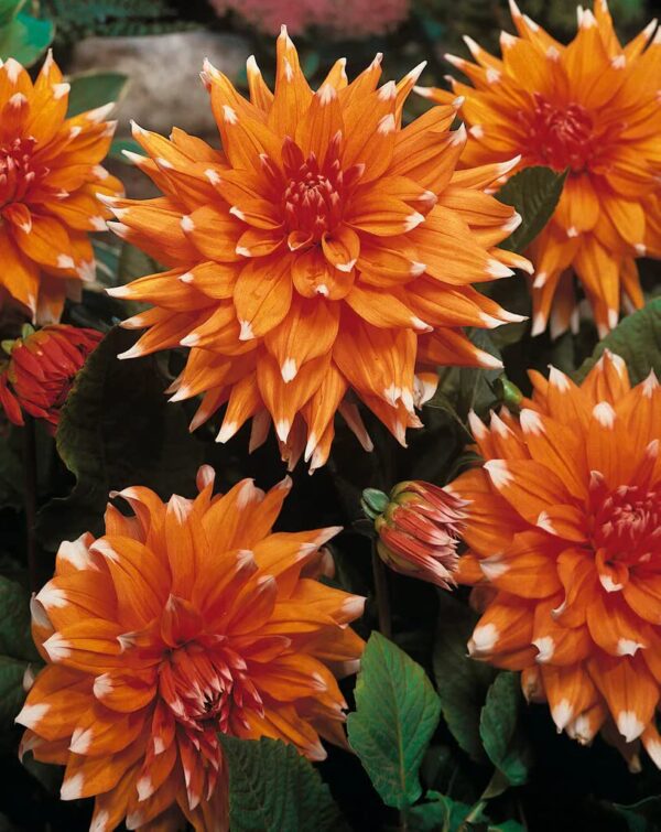 Count Dahlia Cactus Color Spectacle Bulbs - Orange & White Flowering Dahlia Bulb for Planting | Vibrant Colors Dahlia Flower Bulbs