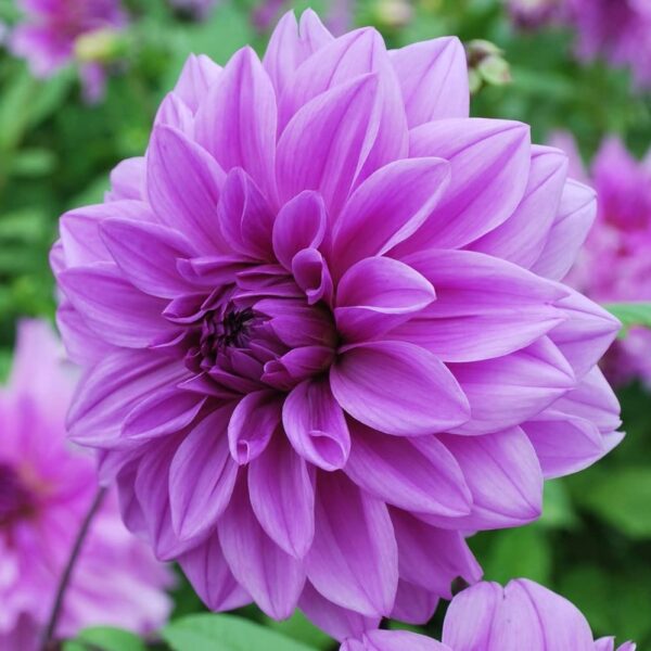 Votaniki Lilac Time Dahlia Bulbs - Perennial, Lilac Time Dinnerplate Flowering Dahlia Bulb | Blooms Year After Year - Perfect for Cut Flowers or Garden Display