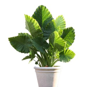 Votaniki Alocasia Upright Elephant Ear Bulbs - Perennial Alocasia Macrorrhiza, Eye Catching Addition - Low Maintenance & Easy to Grow Large Upright Elephant Ear Bulbs