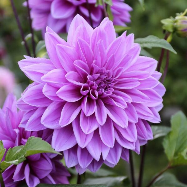 Votaniki Lilac Time Dahlia Bulbs - Perennial, Lilac Time Dinnerplate Flowering Dahlia Bulb | Blooms Year After Year - Perfect for Cut Flowers or Garden Display