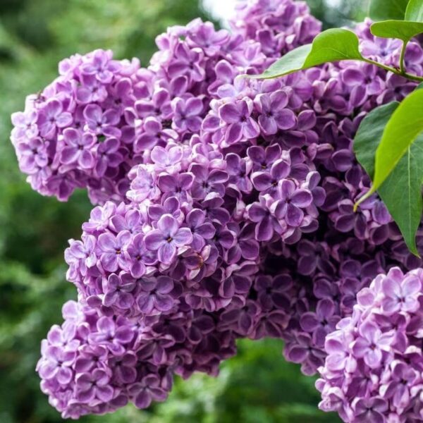 Votaniki Common Lilac Quart Pot Root Start - Perennial, Fragrant Blooms, Purple Flowering Shrubs - Lilac Root Starter Plant - Fast Growing Flower Plant