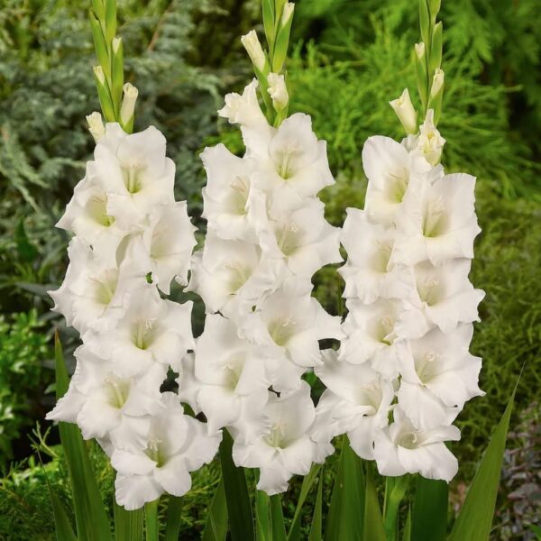 Votaniki Red, White, & Green Gladiolus Mix Bulbs - Perennial, Large Blooms, Versatile Gladiolus Flower Bulbs for Planting - Low Maintenance & Easy to Grow