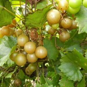 Votaniki Triumph Muscadine Grape 1 Gallon Plant 2 Year Old - Perennial, High-Yielding, Triumph Grape Vines Shrub Live Plant - Fast Growing & Low Maintenance Grape Plant