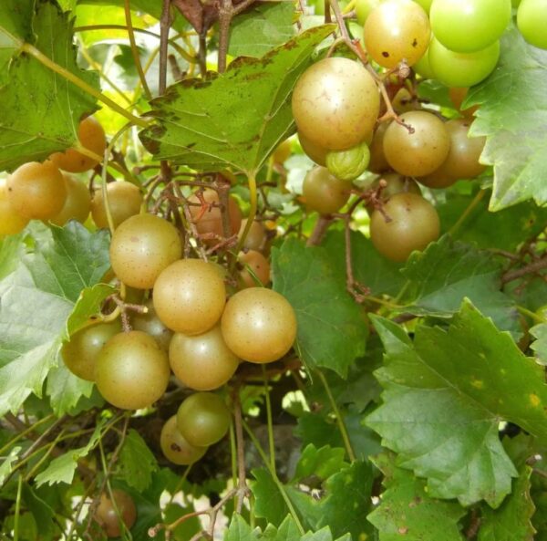 Votaniki Triumph Muscadine Grape 1 Gallon Plant 2 Year Old - Perennial, High-Yielding, Triumph Grape Vines Shrub Live Plant - Fast Growing & Low Maintenance Grape Plant