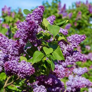 Votaniki Common Lilac Quart Pot Root Start - Perennial, Fragrant Blooms, Purple Flowering Shrubs - Lilac Root Starter Plant - Fast Growing Flower Plant