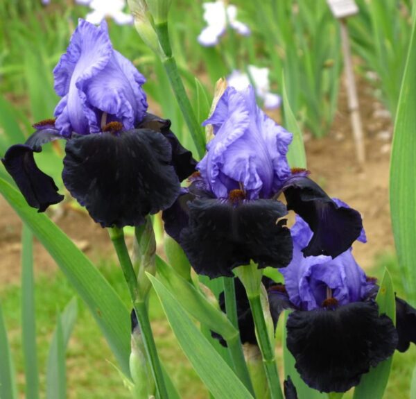 Votaniki Dangerous Mood Bearded Iris Bulbs - Fragrance Flower, Perennial Reblooming Iris Bulbs Ready for Planting - Easy to Grow & Low Maintenance