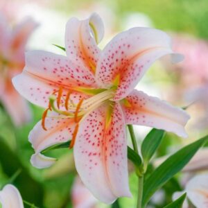 Salmon Star Oriental Lily Bulbs - Perennial, Long Lasting Blooms, Fragrance Lily Flowering Bulbs | Easy to Grow - Perfect for Cut Lily Flower