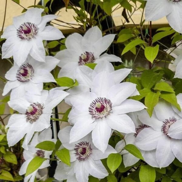 Votaniki Miss Bateman Clematis Root Start - Live Plant, Long Lasting Blooms, Perennial Clematis Flowering Plant for Graden - Fast Growing, Low Maintenance, and Care