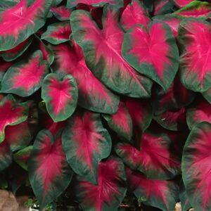 Votaniki Freida Hemple Caladium Bulbs - Perennial Caladium Bulb for Planting, Vibrant Heart Shaped Leaves - Perfect for Indoor or Outdoor Use