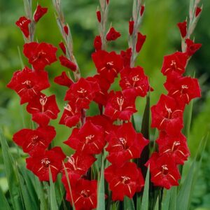 Votaniki Traderhorn Gladiolus Bulbs - Vibrant Blooms, Perennial Red Traderhorn Gladiolus Large Flowering Bulbs - Easy Planting and Care