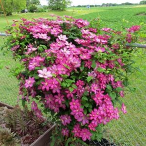 Votaniki Clematis City of Lyon - Large Red Flowered Clematis Plant, Spectacular Blooms | Climbing Plants (Clematis Ville de Lyon), Hardy Fast Growing, Summer/Fall Flowers Bulbs