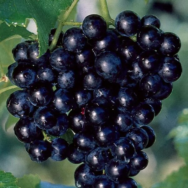 Votaniki Cowart Muscadine Grape 1 Gallon Plant 2 Year Old - Perennial Cowart Muscadine Grape Vines Shrub Live Plant - Fast Growing & Low Maintenance Plant