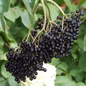 Votaniki Johns Elderberry 1 Gallon Plant 2 Year Old - Fruit Producer Johns Elderberry - Perennial, High Yelding Plant - Low Maintenance and Easy to Grow