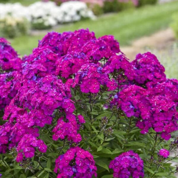 Votaniki Nicky Phlox Bare Root Start - Perennial Flower, Paniculata Nicky Phlox | Fragrant Blooms, Live Plant Root - Easy to Grow