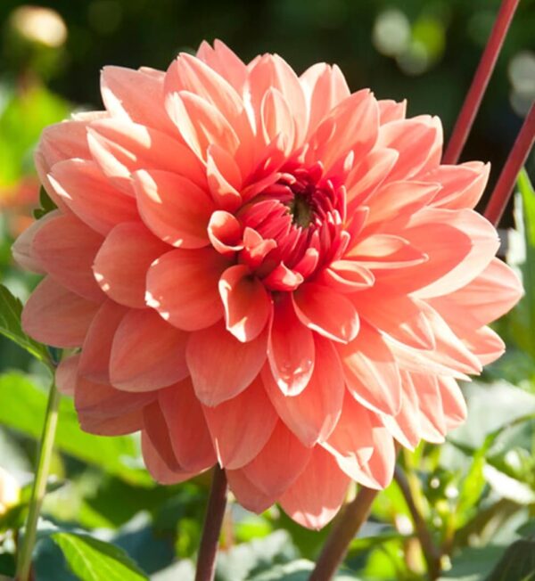 Votaniki Dahlia Summer Flame - Perennial Decorative Dahlia (Summer Flame) Tubers Rady to Plant | Large Blooms, Summer Flowers, Easy to Grow