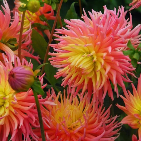 Votaniki Alfred Grille Cactus Dahlia Tuber - Vibrant Colors, Large Blooming Cactus Dahlia | Perfect Addition to Any Garden - Perennial Plant That Comes Back Year After Year