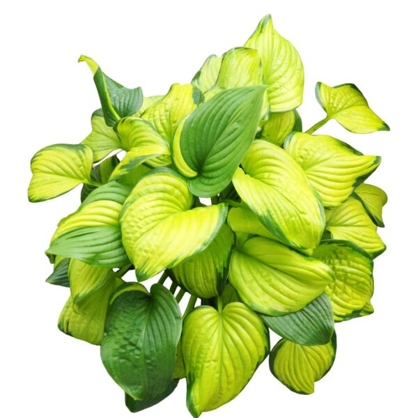 Votaniki Stained Glass Hosta Bulbs - Beautiful Leaves, Perennial Hosta Bulbs for Planting - Perfect Addition to Any Garden | Fast Growing and Low Maintenance Plants