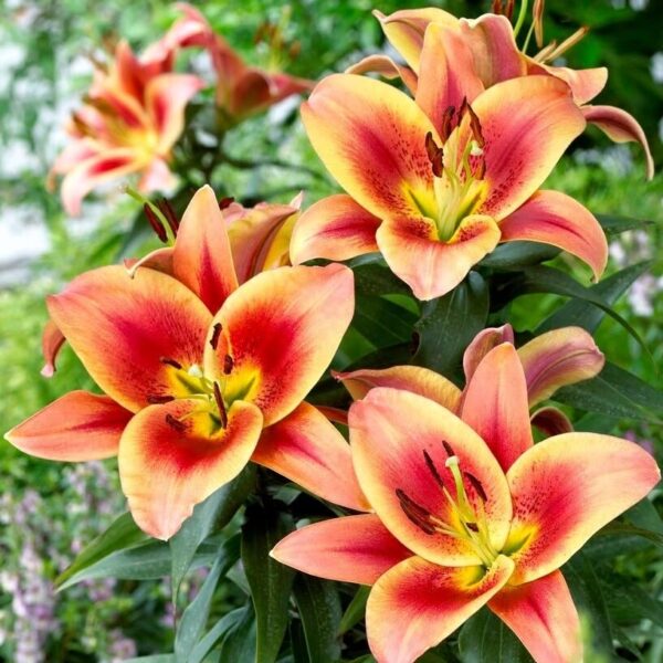 Votaniki Montego Bay Lily Bulbs - Large, Showy Blooms, Perennial Montego Bay Orienpet Lily Flower Bulbs for Planting -Beautiful, Fragrant Blooming Lily