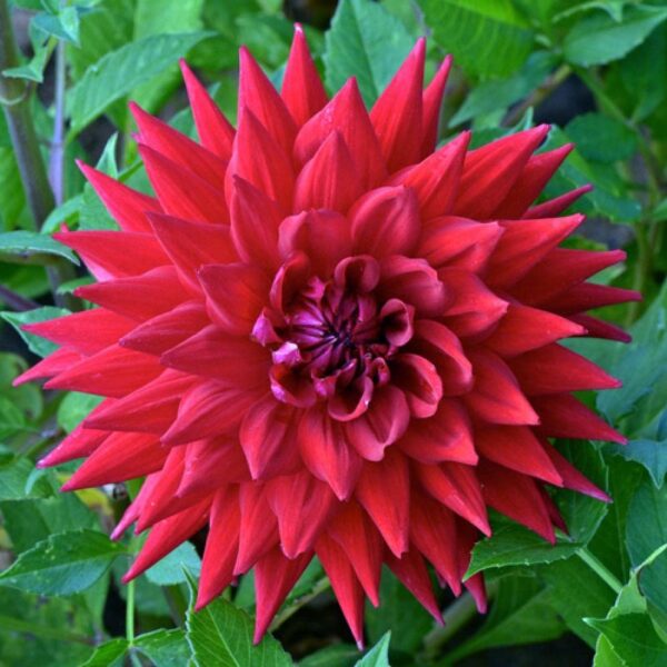 Votaniki Witteman's Best Dahlia Bulbs - Long Lasting Blooms, Perennial Dahlia Flower Bulbs for Planting - Easy to Grow and Low Maintenance