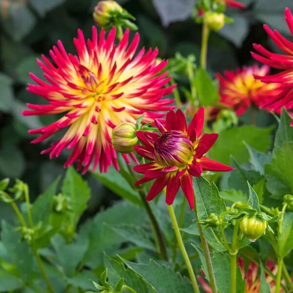 Votaniki Cactus Tahiti Sunrise Dahlia Bare Roots - Perennial, Large Bloom Dahlia, Easy to Grow | Tahiti Sunrise Dahlia Bare Root for Planting