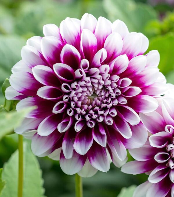 Votaniki Decorative Dahlia Edinburgh - Long Lasting Blooms, Perennial Dahlia 'Edinburgh' Tubers for Planting | Summer Flower, Dahlia Tubers - Easy to Grow