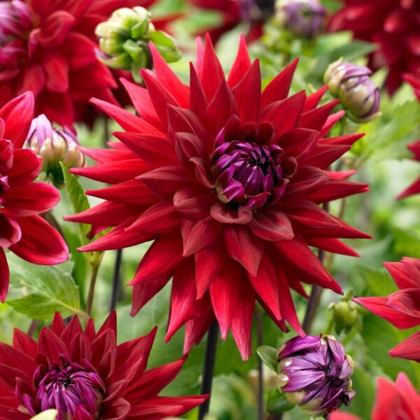 Votaniki Witteman's Best Dahlia Bulbs - Long Lasting Blooms, Perennial Dahlia Flower Bulbs for Planting - Easy to Grow and Low Maintenance