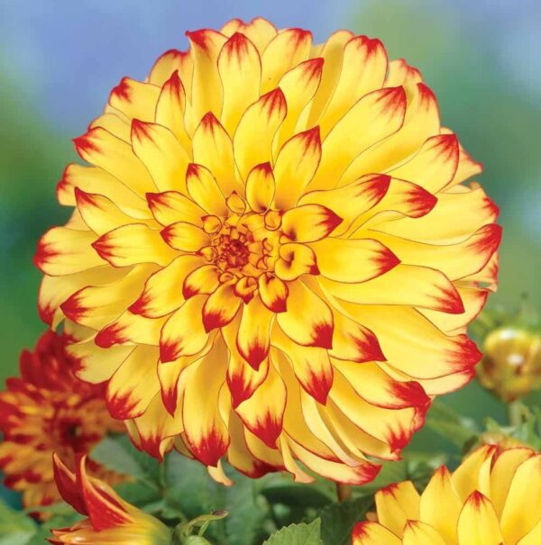 Votaniki Dahlia Lady Darlene Bulb for Plant - Perennial Dahlia Bulb | Rich Golden Yellow Petals with Red Tips