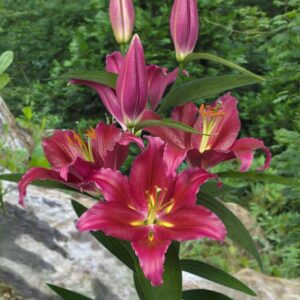 Votaniki Bacardi Lily Bulbs - Perennial, Fragrant Blooms, Large Flowering Lily Bulbs for Planting | Oriental Hybrid Lily 'Bacardi' - Summer Flowering Bulbs, Easy to Grow