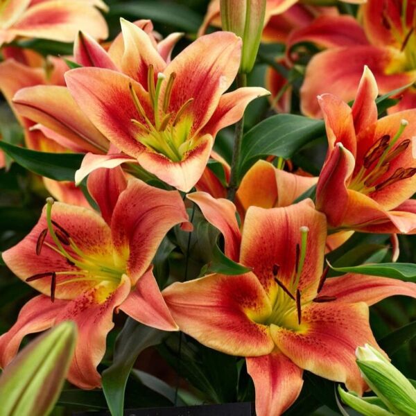 Votaniki Montego Bay Lily Bulbs - Large, Showy Blooms, Perennial Montego Bay Orienpet Lily Flower Bulbs for Planting -Beautiful, Fragrant Blooming Lily