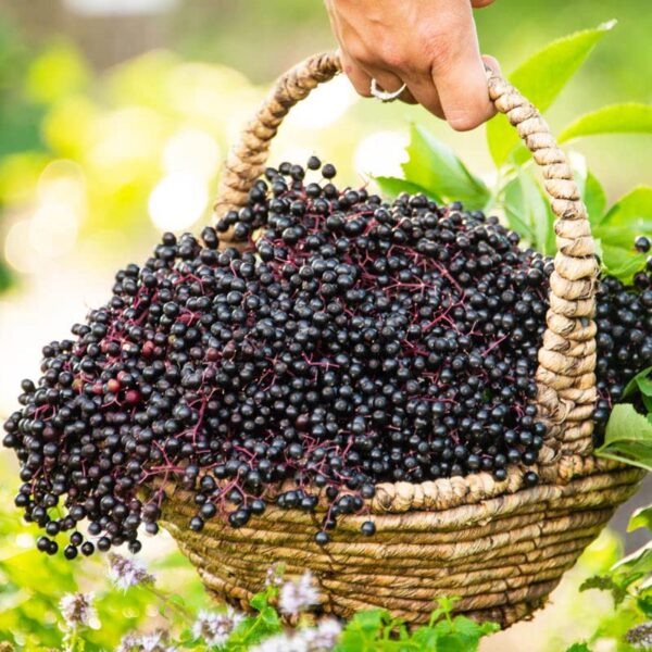 Votaniki York Elderberry - High Yielding Elderberry, Perennial Fruit Plant for Planting | Elderberry (Sambucus Canadensis) Plant- Easy to Grow