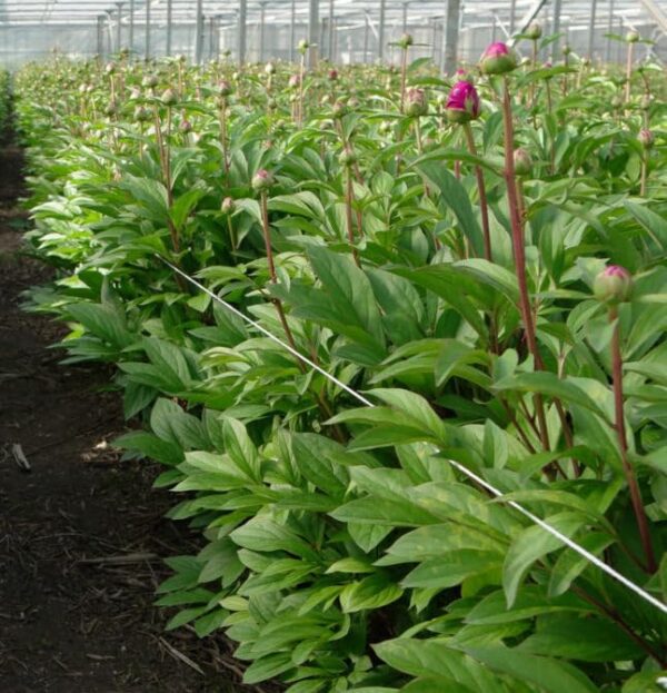 Votaniki Louis Van Houtte Peony Roots - Paeonia lactiflora ‘Louis Van Houtte’ | Purple Coloured Paeonia, Long Lasting Blooms, Easy to Grow