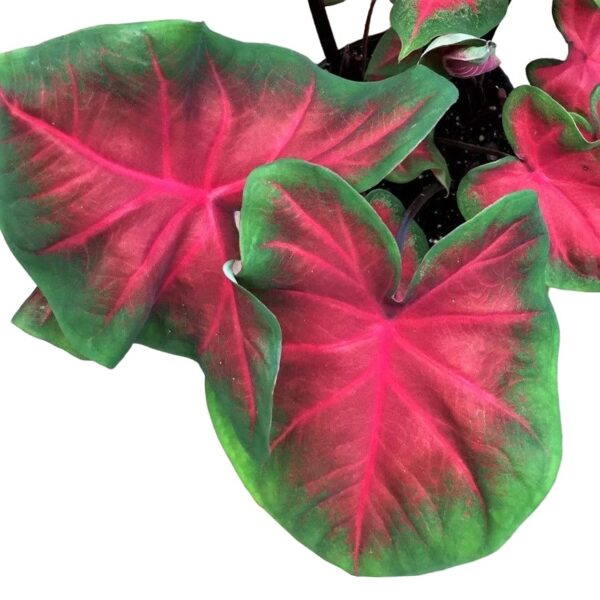 Votaniki Freida Hemple Caladium Bulbs - Perennial Caladium Bulb for Planting, Vibrant Heart Shaped Leaves - Perfect for Indoor or Outdoor Use