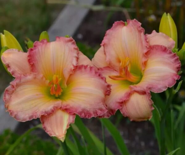 Votaniki Frosted Vintage Ruffles Daylily Roots - Perennial Daylily Flower Roots for Planting | Perfect for Borders, Containers, and Focal Points - Easy to Grow and Low Maintenance