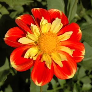 Votaniki Pooh Dahlia Bulbs - Versatile, Long Lasting Blooms, Eye Catching Color Combinations, Perennial Dahlia Flower Bulbs for Planting - Fast Growing & Low Maintenance Dahlia Plant