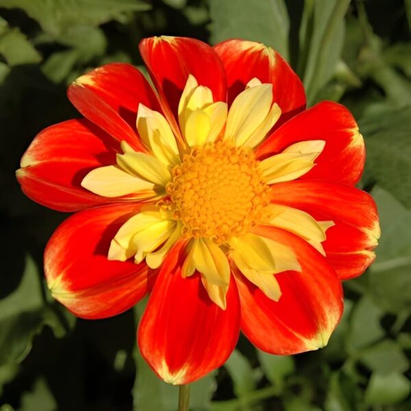 Votaniki Pooh Dahlia Bulbs - Versatile, Long Lasting Blooms, Eye Catching Color Combinations, Perennial Dahlia Flower Bulbs for Planting - Fast Growing & Low Maintenance Dahlia Plant