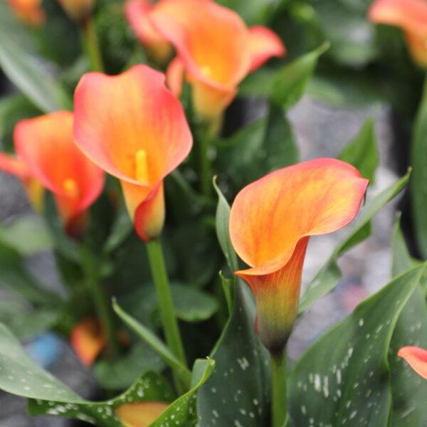 Votaniki Calla Lily Morning Sun - Attracts Bees, Attracts Pollinators, Perennial Calla Lily Bulbs for Planting, Orange/Yellow Flower Bulbs | Summer Flowering Bulbs - Easy to Grow & Maintain