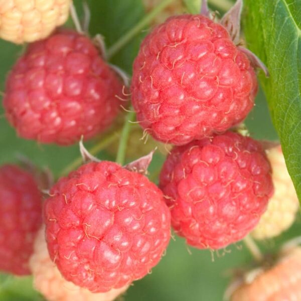 Votaniki Prelude Raspberry Plant - High Yielding Perennial Fruit Plant | Early Ripening, Red Berry, Raspberry Live Plant - Easy to Grow