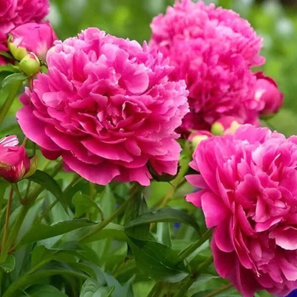 Votaniki Margaret Truman Peony Roots - Perennial with Beautiful Blooms, Peony Root for Planting | Stunning Pink Blooms, Fragrant, and Low Maintenance