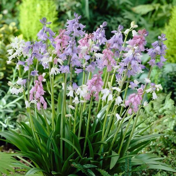 Votaniki Spanish Bluebell Mixture - Perennial Spanish Bluebells (Wood Hyacinth) Bulbs for Planting | Spring Flowering Bulbs, Bell Shaped Flowers - Easy to Grow