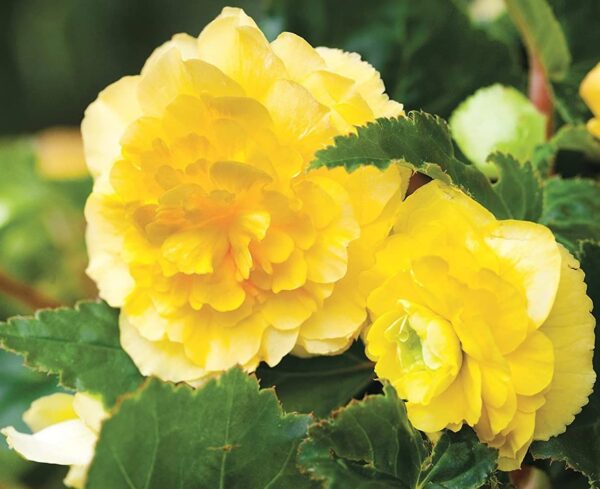 Votaniki Yellow Cascade Begonia Bulbs - Hanging Basket Flower, Begonia Bulbs for Planting - Beautiful and Versatile Yellow Cascade Begonia Flower - Perfect for Indoor and Outdoor