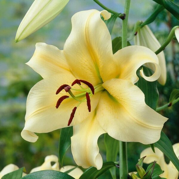 Votaniki Honeymoon Trumpet Lily Bulbs - Large and Fragrant Blooms, Long Lasting Blooms, Perennial Lily Bulbs - Perfect Addition for Any Garden