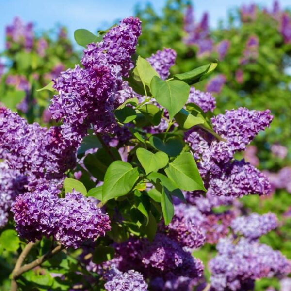 Votaniki Vulgaris Purple Lilac Quart Pot - Perennial Flowering Plant | Common Purple Lilac Live Plants, Fragrant Blooms - Low Maintenance and Versatile Lilac Plant